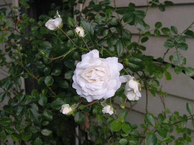 06-back-rosebush.jpg