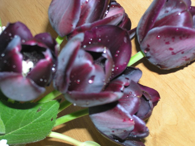 tulips3.JPG